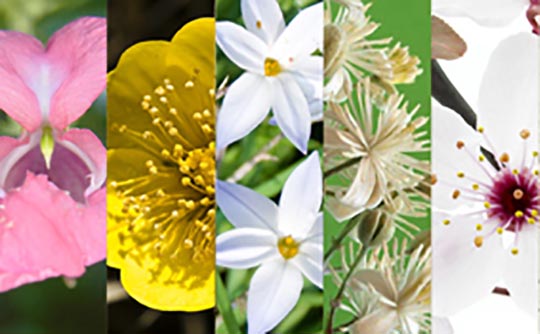 Fleurs de Bach fleur de bach