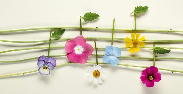 note de fleur