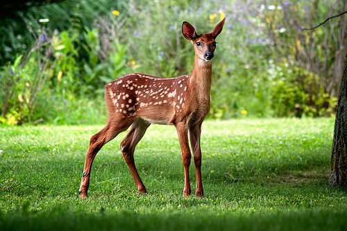 biche forêt